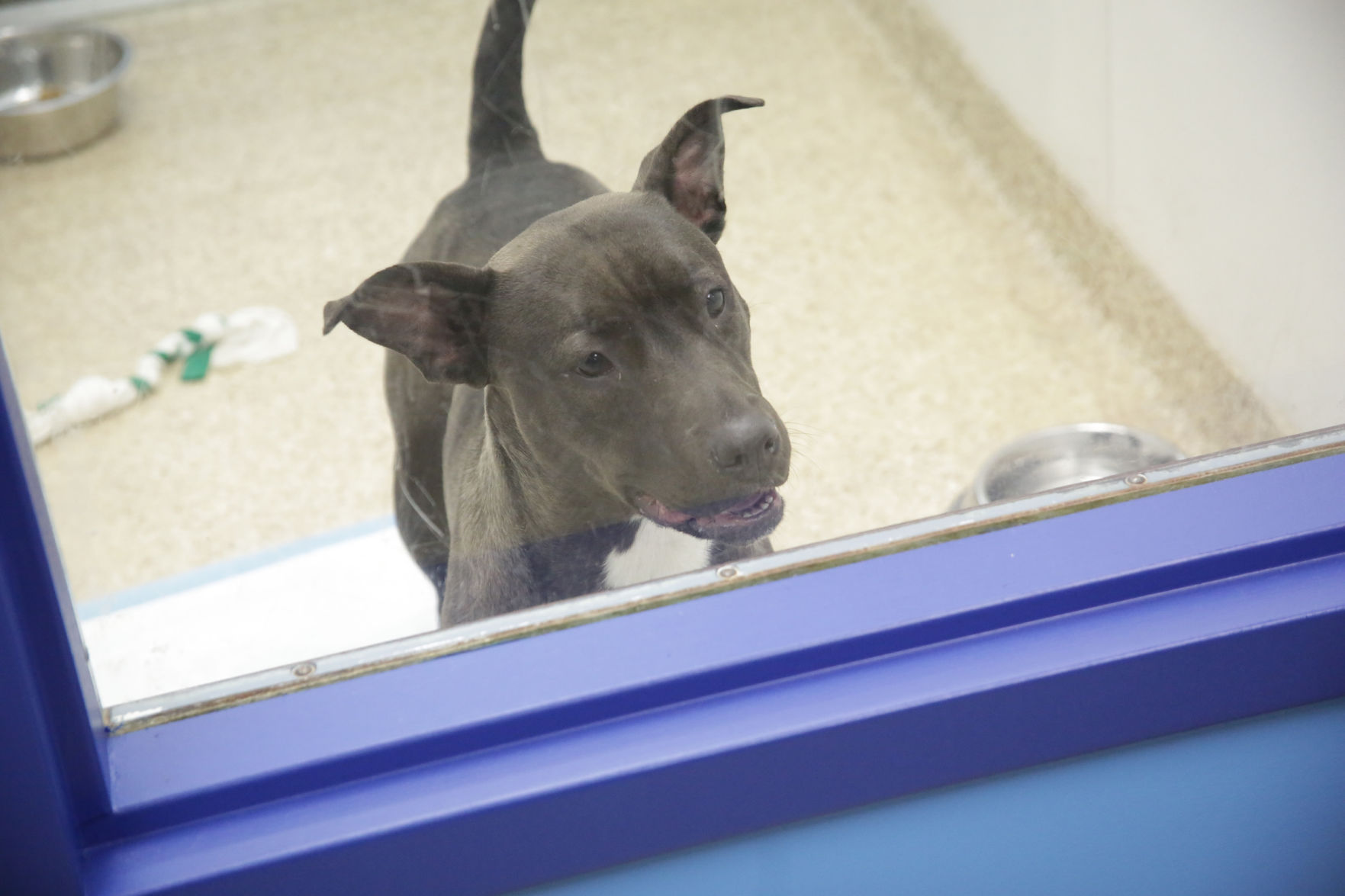Humane Indiana opens at Alsip_0762.JPG